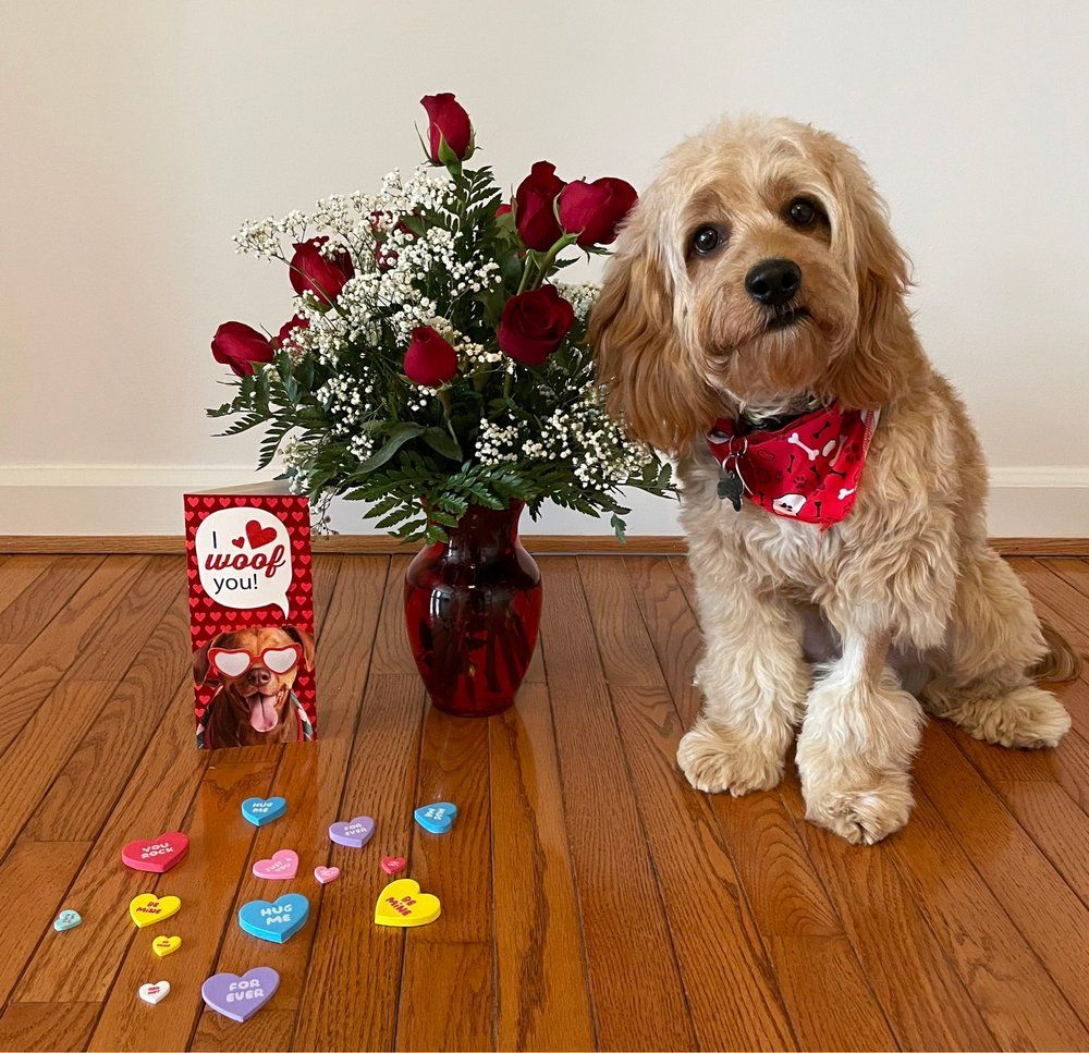 Cavapoo with a red bandana beside a Valentine's bouquet
