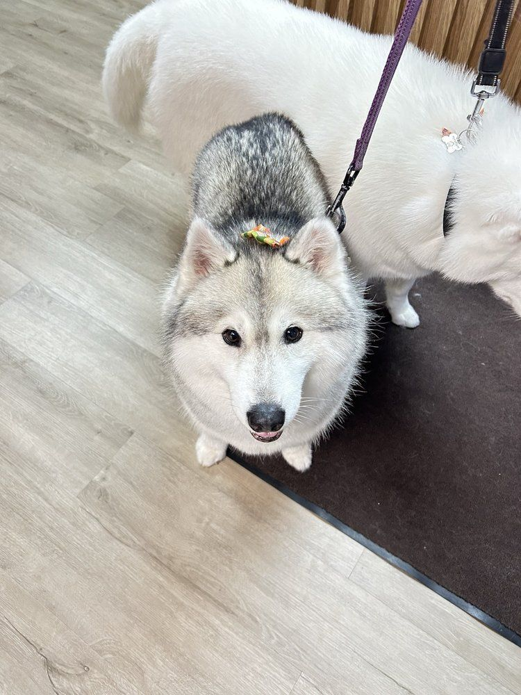 Freshly groomed husky with a bow, looking up at the camera
