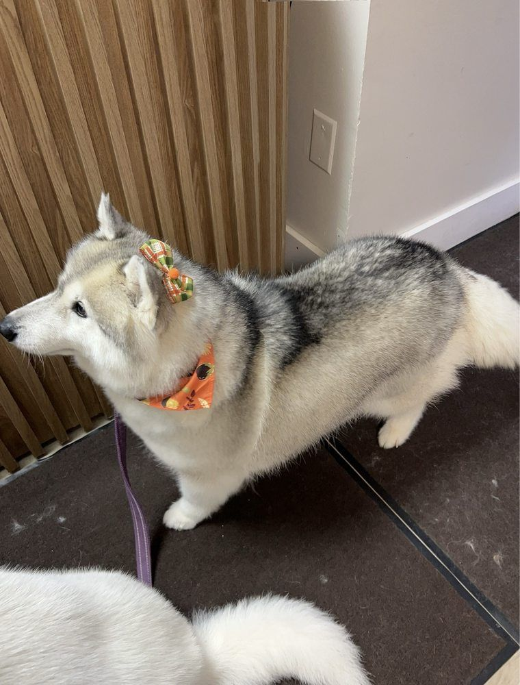 Groomed husky wearing an autumn bandana and bow